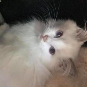 Meet your Posher, Tammy